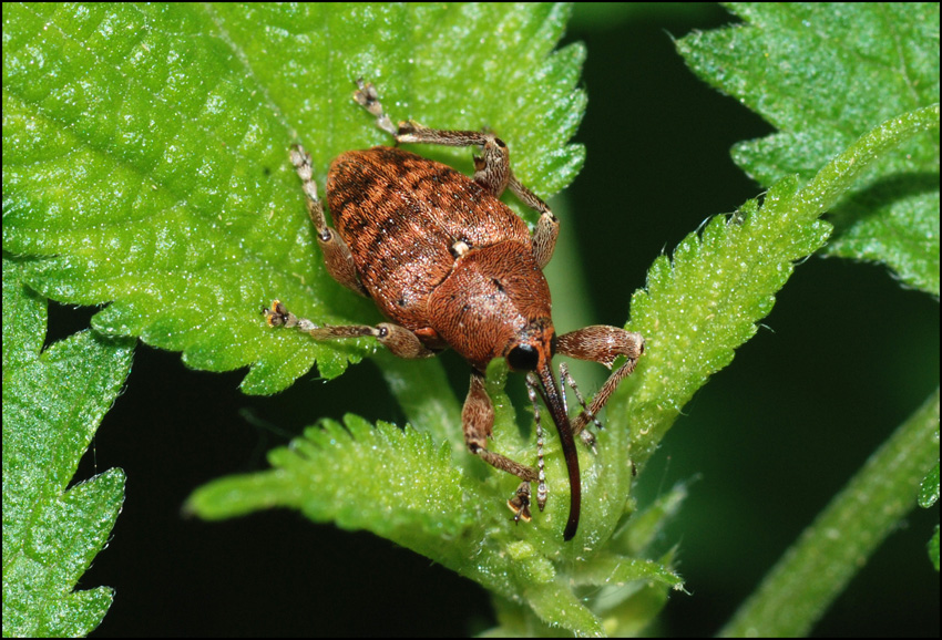 curculione modenese: Curculio glandium